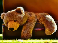 image bg Plush Teddy Bear