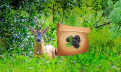 image bg Return To Alsunga Forest