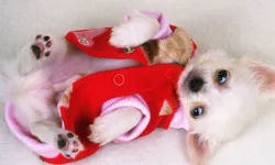 Lovely Puppy Slide image
