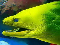 Underwater World Jigsaw image