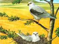 image bg Birds of Prey Puzzle