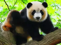 image bg Cute Baby Panda