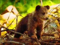 Cute Baby Bears image