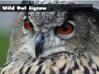 Wild owl Jigsaw image
