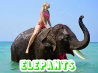 image bg Elephants Puzzle