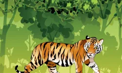 Angry Tiger Coloring image