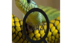 Wildlife Animal Trivia:Test Your Knowledge! image