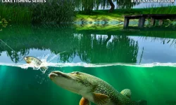 image bg Willow Pond