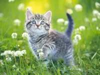 image bg Kittens Jigsaw Puzzle Collection