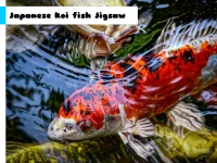 Japanese Koi Fish Jigsaw image