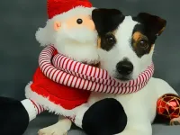 image bg Funny Christmas Dogs
