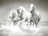 image bg Horses Puzzle