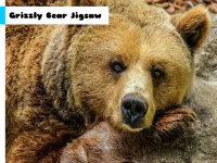 image bg Grizzly Bear Jigsaw
