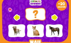 Animal Sounds image