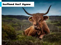 Scotland Beef Jigsaw image