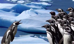 Penguins Slide image