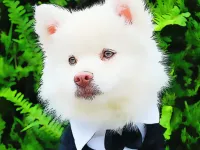 image bg Funny Baby Animals