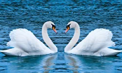 Swans Slide image