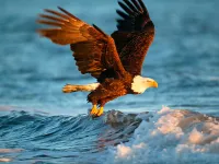 image bg Animals Jigsaw Puzzle - Eagle