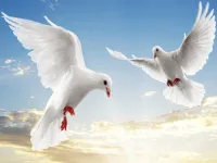 Flying Birds Slide image