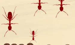 Smash All Ants image