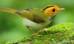 image bg Birds Slide