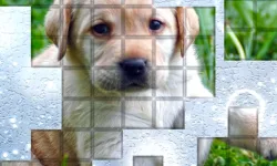 PicPu Dog image