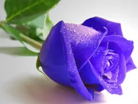 Blue Roses Puzzle image