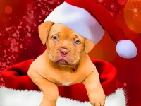 Christmas Dogs Styles image
